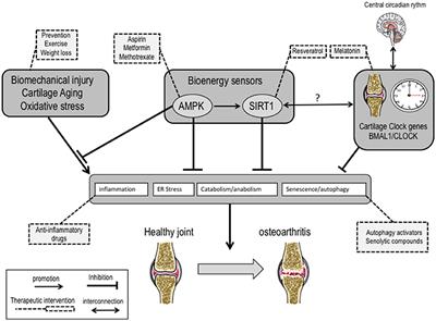 Role of the Inflammation-Autophagy-Senescence Integrative Network in Osteoarthritis